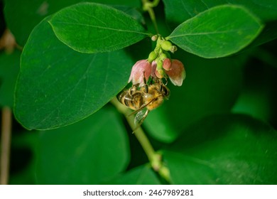 Bee Pollinating Flower Close Up