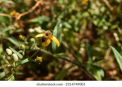 bee pollinating a flower in the field - Shutterstock ID 2314749001