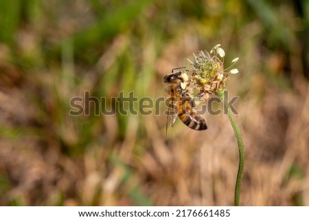 A bee pollinating a flower. Pollination is an essential part of plant reproduction.