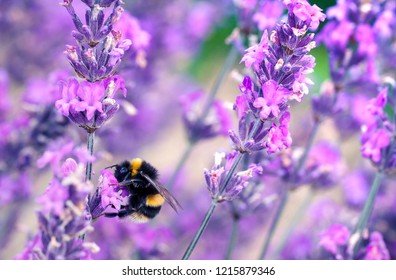 Bee pollinating herbal lavender flowers in a field.  England, UK - Powered by Shutterstock