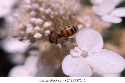 A bee pollinating hydrangea flower photographed from a close range using macro lens - Powered by Shutterstock