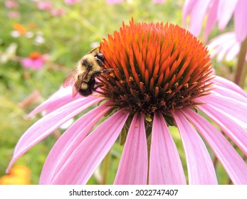 Bee Pollinating A Pale Purple Coneflower