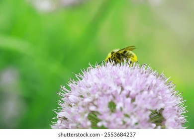 Bee Pollinating Pink Flower in Spring Garden: Close-Up of Nature's Beauty and Vital Role of Pollinators - Powered by Shutterstock