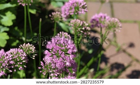 Bee Pollinating Purple Allium Millenium Flowers in Sunny Garden.

A close-up shot of a bumblebee gathering pollen from a vibrant, round purple Allium Millenium flower head. The background features more blooming lavender-pink flowers, green foliage, and warm sunlight on a garden patio walkway.