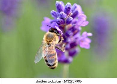 Bee pollinating a purple flower on a green meadow.