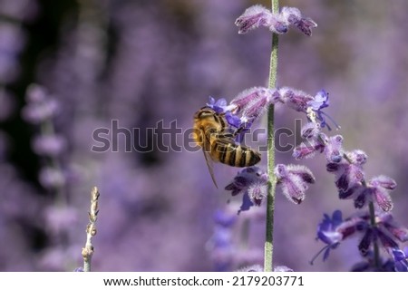 A bee pollinating a purple  flower. Pollination is an essential part of plant reproduction.