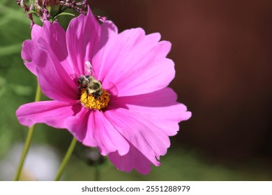 Bee Pollinating Purple Flower Sun Shadows - Powered by Shutterstock