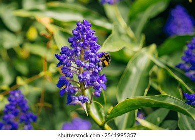 Bee Pollinating Purple Flowers. A close-up shot of a bee collecting nectar from vibrant purple flowers. Beauty of nature’s pollinators in action. - Powered by Shutterstock