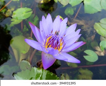 A bee is pollinating a purple lotus flower inside a pond, Udon Thani, Thailand