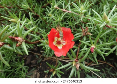 Bee pollinating red flower of Portulaca grandiflora in August - Powered by Shutterstock