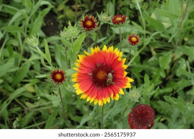 Bee pollinating red and yellow flower of Gaillardia aristata in mid June - Powered by Shutterstock