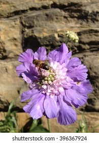 Bee Pollinating A Scabius Flower