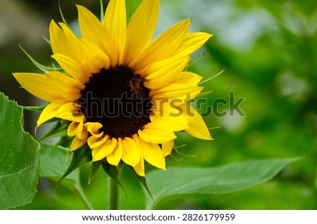 Bee pollinating a small sunflower