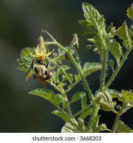 Pollinated Tomato Flower Hd Stock Images Shutterstock