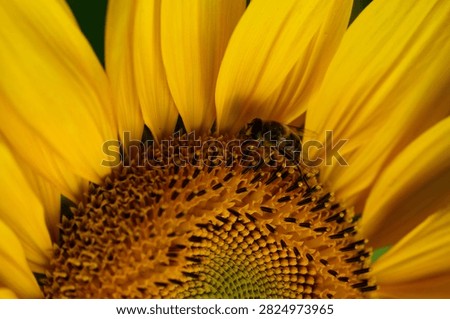Bee pollinating the top of a sunflower