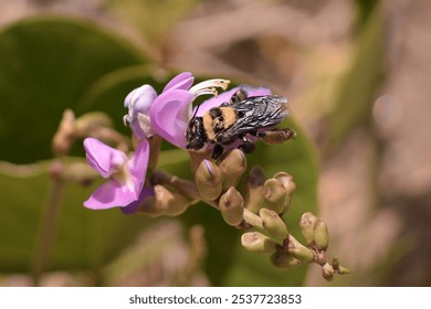 A bee pollinating a violet flower. Close-up view. Macro photo of a honeybee pollinating a pink flower  - Powered by Shutterstock