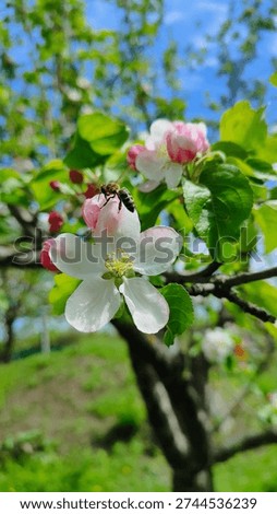 Bee Pollinating White Cherry Blossom Flower in Spring Garden. Honey bee collecting pollen on white blossom flower in spring garden. Close up macro image representing pollination, biodiversity, agriculture and natural ecosystem.