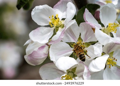 Bee pollinating white flowers of an apple tree at springtime. Close-up view. - Powered by Shutterstock