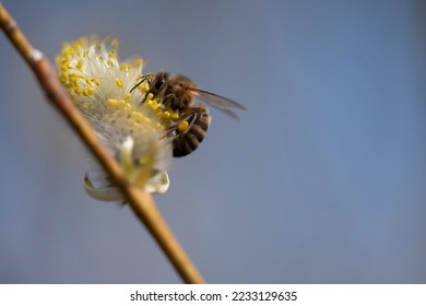 Bee pollinating a willow tree