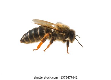 Bee Queen Closeup On A White Background. Artificially Fertilized Breeding Queen Of The Karnik Breed. Cliping Path