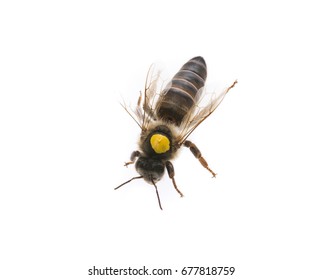 Bee Queen - Mother - Apis Mellifera