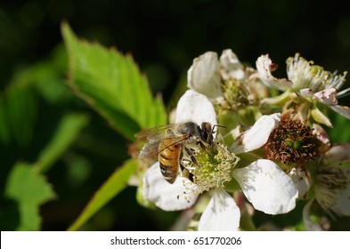 Bee: raspberry flower pollination