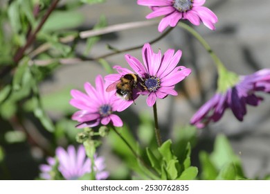 A bee resting and collecting pollen on an African daisy. Nayland, Suffolk, England, UK - Powered by Shutterstock