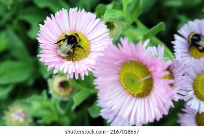 Bee Resting On A Beach Aster Flower, Derbyshire England 
