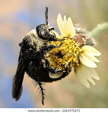 Similar – Image, Stock Photo black on yellow? bee!