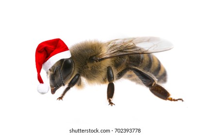 bee with christmas hat