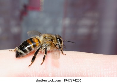 6,035 Bee Biting Images, Stock Photos & Vectors | Shutterstock