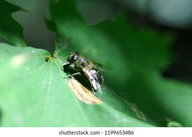 the bee sat on a maple leaf