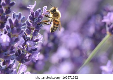 bee searching for nectar