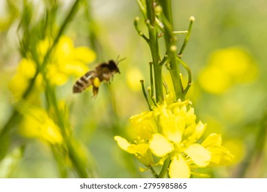 Bee showing pollen sacs while flying past bright yellow flowers, highlighting pollination and environmental themes