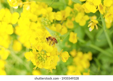 A Bee Sips Nectar From A Rape Flower.