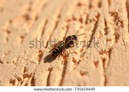 Similar – Bug on a windowsill Animal