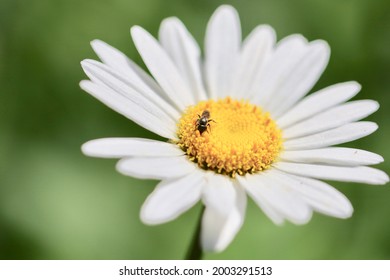 Bee sitting on a daisy 