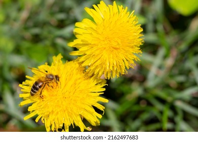 A bee is sitting on a dandelion. dandelions on a sunny spring day. a bee collects honey from a yellow flower