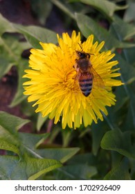 A bee sitting on the dandelion and turning its head as if it is looking at the reader (its eye is well seen)