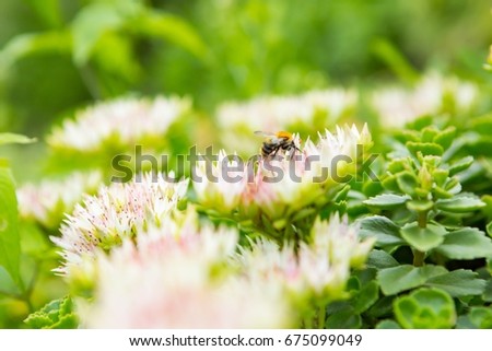 Similar – Foto Bild Bombus Hummel Erdhummel