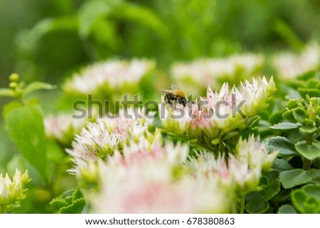 Similar – Foto Bild Bombus Hummel Erdhummel