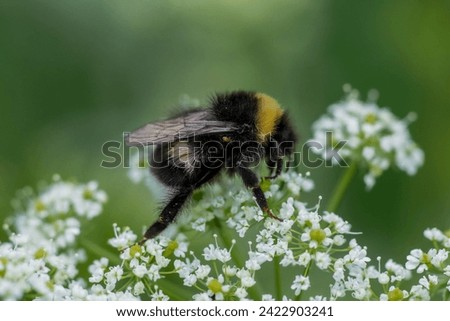       bee is sitting on a flower in a meadow                         