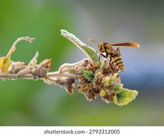 Bee sitting on top of a leaf