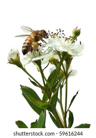 Bee Sitting On A White Flower Isolated On A White Background