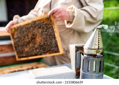 Bee smoeker and beekeeper in protective suit pulls out a honey frame with bees from a wooden hive.