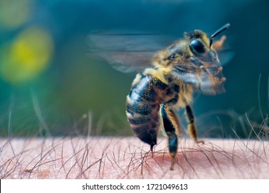 The bee stings into human skin. Extreme macro image. Bees produce fresh, healthy, honey. Beekeeping concept