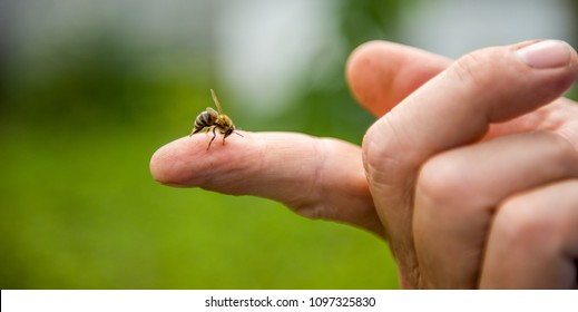 the bee stings the person in the finger