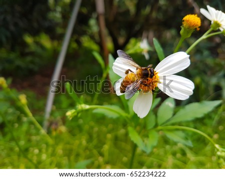 Similar – Image, Stock Photo Scented nettle with bee