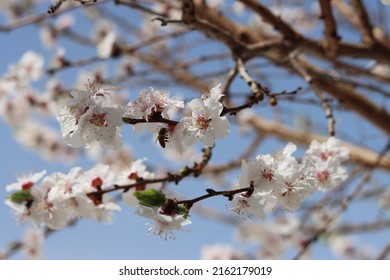 A Bee Sucks Nectar From Apricot Flowers