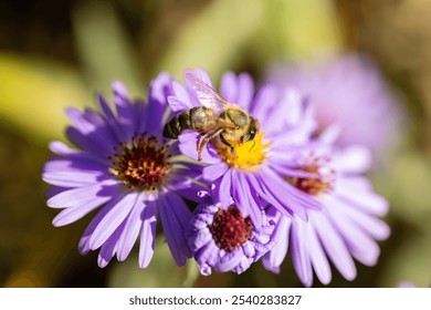 Bee sucks nectar from a blue flower. close up. - Powered by Shutterstock